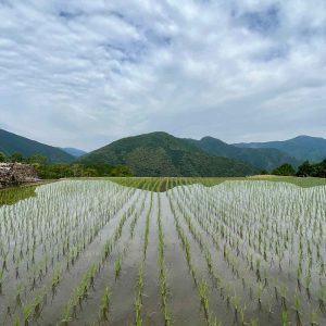 Kumano Kodo Day 3